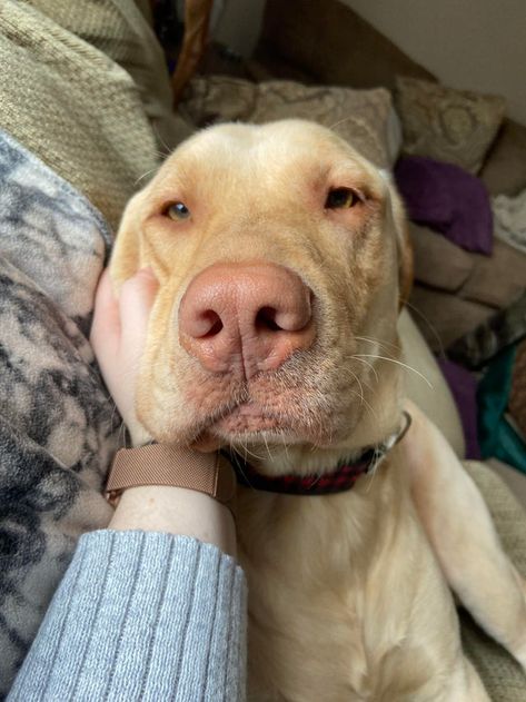 The handsomest boy there ever was: rarepuppers Dudley Labrador, Labs Dogs, Puppy Tips, Cute Doggos, Puppy Pics, Lab Dogs, Hunting Dog, Cute Turtles, Yellow Lab