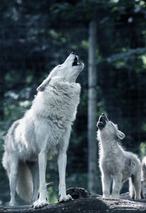 Mama & baby wolf howling                                                                                                                                                      More Baby Wolves, Arctic Wolf, Wolf Pup, Baby Wolf, Wolf Photos, Wolf Spirit Animal, Wolf Love, Wild Wolf, Wolf Pictures