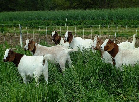 Boer Goats Pictures, Farming Tips, Goat Picture, Raising Farm Animals, Boer Goats, Moodboard Ideas, Dairy Goats, Goat Farming, 2024 Vision