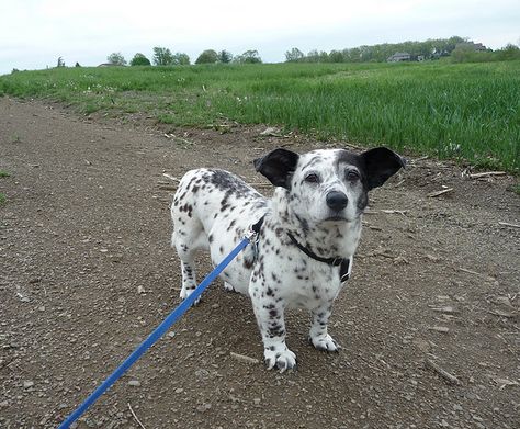 Add a little Corgi in the genes to make any pup more precious. Who would have ever thought of this?!? Corgi Mix Breeds, Corgi Cross, Dalmatian Mix, Dog Crossbreeds, Poodle Toy, Beautiful Dog Breeds, Corgi Mix, Hybrid Dogs, Dog Mixes