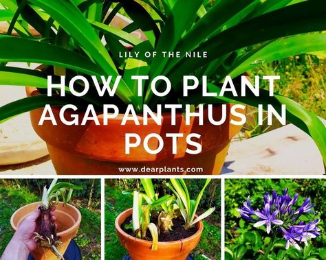 Agapanthus In Pots, Agapanthus Plant, Lily Of The Nile, African Lily, Container Garden Design, The Nile, Container Gardening, Secret Garden, Potted Plants