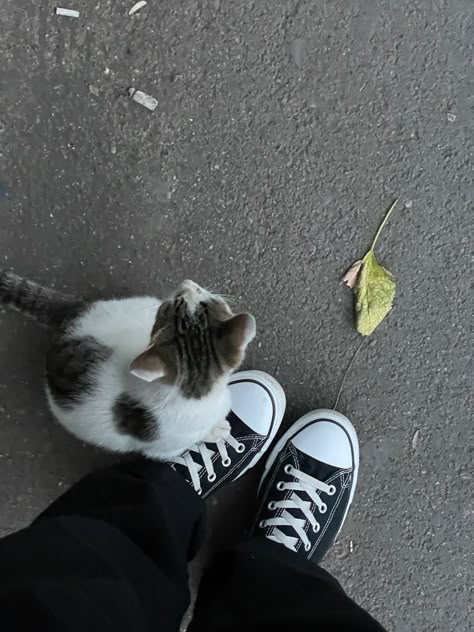 Colour Shoes, Shoes For Girls, Cat Aesthetic, Casual Sneakers, My Aesthetic, Cute Cats, For Girls, Vision Board, Kitty