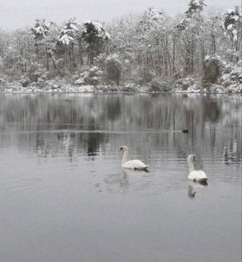 Winter Widgets, Winter Coquette, Forever Winter, Coquette Winter, Winter Moodboard, Folklore Aesthetic, I Smell Snow, Gloomy Coquette, Tis The Damn Season