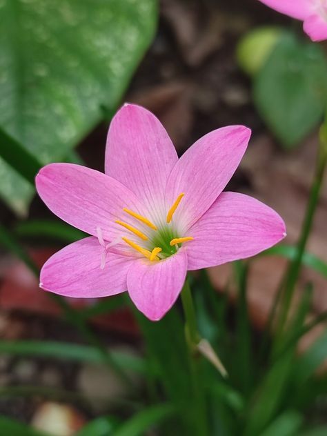 Zephyranthes is a tropical wildflower best known by the name Rain Lilies, which was given due to their tendency to bloom after a hard rainfall. These petite charmers are perfect for filling in bare garden spaces, as they gently naturalize and weave through established plants. Rain Lily, Cool Instagram Pictures, Garden Spaces, Instagram Pictures, Figure Drawing, Spring Flowers, Wild Flowers, Lily, Tattoos