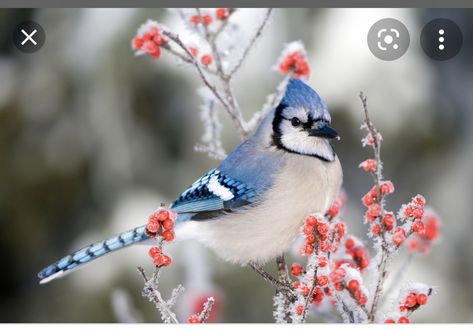 Winter Snack, Black Oil Sunflower Seeds, Christmas Offer, Blue Jay Bird, Downy Woodpecker, Common Birds, Black Capped Chickadee, Jay Bird, Bird Watchers