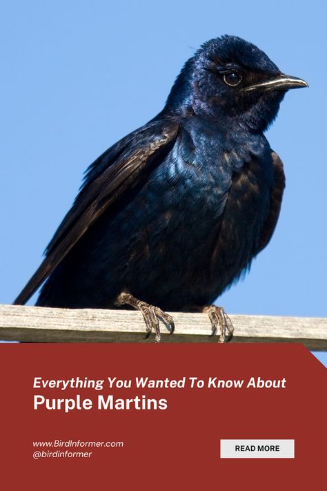 Purple Martin... Learn more about this amazing bird. Everything you ever wanted to know... bird identification, habits, facts, nesting, & more. Click through for details. #BirdInformer #PurpleMartin via @birdinformer Purple Martins Birds, Martin Houses Purple, Purple Martin House Pole, Purple Martin House Plans, Purple Martin Bird, Swallow Art, Purple Rumped Sunbird, Martin Bird House, Martin Bird