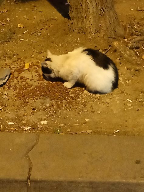 Street Cat Photography, Cat On Street, Street Cat, Street Cats, Tabby Cats, Orange Tabby Cats, Orange Tabby, Cat Photography, Stray Cat