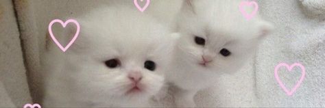 White And Pink Header Twitter, Cat Twitter Header, Cute Twitter Banner, My Space Profile Layout, White Pink Header, Cute Pink Header, Kitten Banner Discord, Pink And White Pfp, Kitty Header Twitter