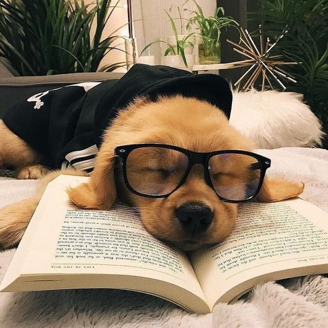 @happinessbtq posted to Instagram: Awww! It's how a book nerd puppy sleeps. 🐶 Tag friends! ⁣⁣⁣⁣⁣ ______________________⁣⁣⁣⁣⁣⁣⁣ ⁣⁣⁣⁣⁣Like and comment on our posts for a chance to win 20€ gift card. Weekly winner announced in our IG stories every Thursday. Be sure you are following to win! ⁣⁣⁣⁣⁣⁣⁣⁣  ______________________ #puppy #dog #cute #cutepuppy #cutenessoverload #book #booknerd #bookaddict #booklover #readingglasses #sleep #sleepingpuppy #petstagram #pets #puppylove #petsofinstagram #pup Cute Dog Wallpaper, Super Cute Puppies, Really Cute Dogs, Baby Animals Pictures, Cute Little Puppies, Baby Animals Funny, Wearing Glasses