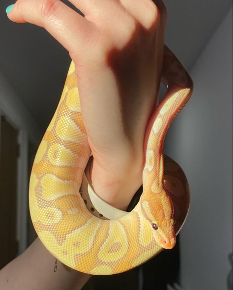 Instagram: @bp_amari Morph: Banana Enchi Mojave Pastel Banana Snake, Cute Ball Python, Banana Ball Python, California King Snake, Dream Snake, Snake Turtle, Cute Snakes, Danger Noodles, Python Regius