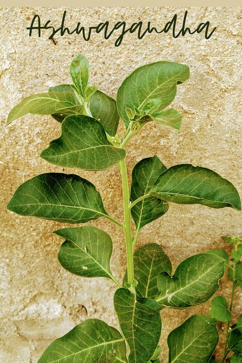 "🌿Uncover the secrets of the mighty Ashwagandha root! 🧪 From conquering stress to boosting stamina, this ancient powerhouse has more to offer than meets the eye. 🔍 Learn what makes this adaptogen so potent and how you can harness its power. 💪 🚀 #Ashwagandha #Health #Wellness #StressRelief #NaturalRemedies" Ashwagandha Root, The Mighty, What Type, Health Wellness, Natural Remedies, Health