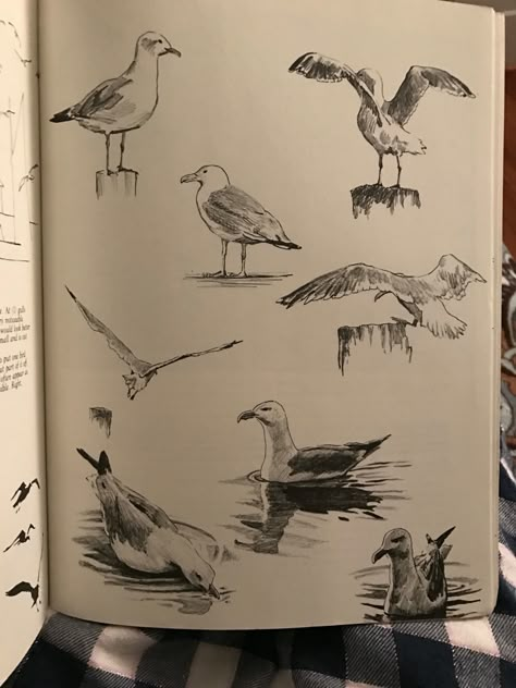 Seagull Sketch, Seagull Drawing, Bird Sketches, Sketch Note, Sketchbook Inspo, Arte Sketchbook, Arte Inspo, Wow Art, Bird Drawings