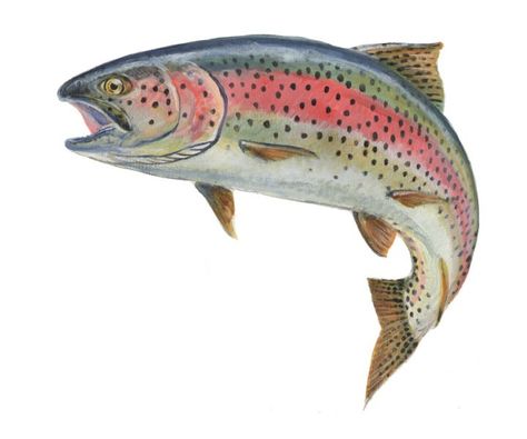 Rainbow trout Rainbow Trout Picture, Trout Tattoo, Trout Painting, Trout Art, Rainbow Trout Fishing, Fishing Decals, Brook Trout, Fish Drawings, Rainbow Trout