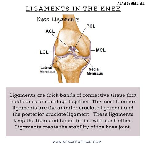 Ligaments are thick bands of connective tissue that hold bones or cartilage together. The most familiar ligaments are the anterior cruciate ligament and the posterior cruciate ligament. These ligaments keep the tibia and femur in line with each other. Ligaments create the stability of the knee joint. Our healthcare team works with patients to find both the source of pain, and how to best provide relief. Check our website here - https://go.adamsewellmd.com/HealKneePain #kneepain #Health Tendons And Ligaments Anatomy, Knee Ligament Injury Exercise, Anterior Talofibular Ligament Injury, Knee Ligament Injury, Joints Anatomy, Knee Ligaments, Acl Surgery, Anterior Cruciate Ligament, Cruciate Ligament