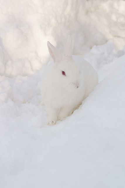 snow bunny, God created him so beautiful and with the exact qualities he needs to live in his habitat. For example the perfect camouflage he has. White Bunny In Snow, Winter Bunny Aesthetic, White Bunny Aesthetic, White Rabbit Aesthetic, White Winter Aesthetic, Bunny In Snow, Snow Bunny Aesthetic, Snowy Animals, Eah Aesthetic