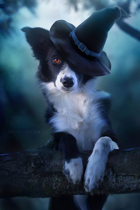 Halloween Border, Halloween Borders, Animal Photoshoot, Dog Day Afternoon, Wolf Photography, Puppy Wallpaper, Dog Photoshoot, Fall Dog, Border Collie Dog