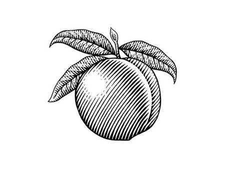 Peach Woodcut Black And White Peach Tattoo, Peach Line Drawing, Peach Linocut, Old Etching Illustration, Peach Drawing, Peach Illustration Graphics, Peach Illustration, Peach Tattoo, Scratchboard Illustration