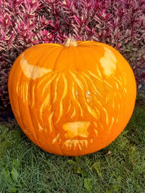 Highland Cow Pumpkin Carving, Pumpkin Carving Cow, Cow Pumpkin Carving, Cow Pumpkin Painting, Highland Cow Pumpkin, Pumpkin Cow, Cow Pumpkin, Cool Animals, Pumkin Carving