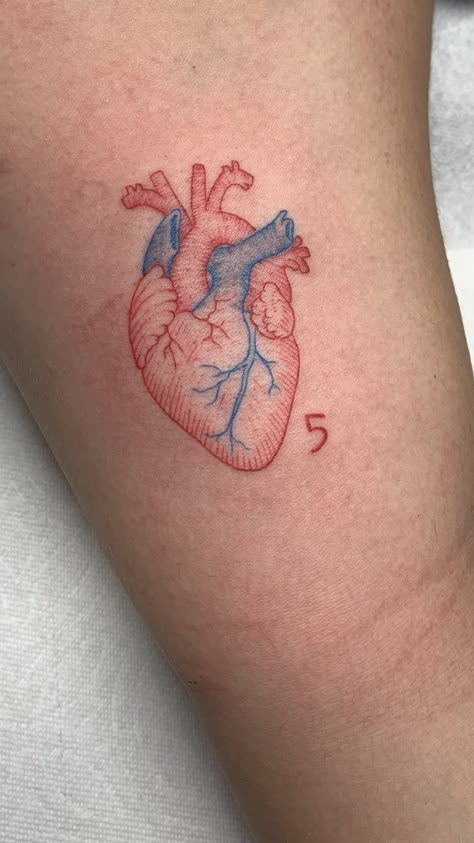 Drew Valentina, Heart Tattoo Arm, Tattoo Arm Placement, Real Heart Tattoos, Human Heart Tattoo, Red Heart Tattoos, Anatomical Heart Tattoo, Small Heart Tattoos, Tasteful Tattoos