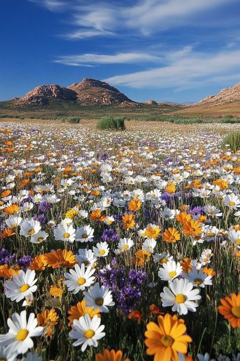 Discover the Wildflowers of Namaqualand, South Africa🌼 Visit Namaqualand in spring to see the desert come alive with colorful wildflowers. This natural spectacle is a must-see for nature lovers. 🌿🌺 #Wildflowers #SpringTravel #SouthAfrica #Namaqualand Namaqualand South Africa, Namaqualand Flowers South Africa, Namaqualand Flowers, Spring Pallete, South Africa Nature, South African Flowers, Collage Fashion, Colorful Wildflowers, Fashion Textiles