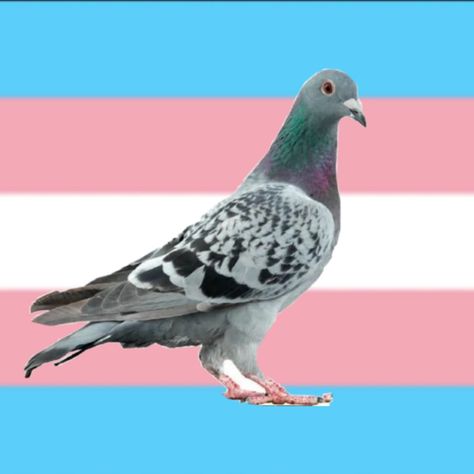 transgender trans mtf ftm profile picture with pigeon Trans Widgets, Pigeon Pfp, Sneet Snart, Trans Pfp, Trans Things, Trans Flag, Flag Icon, Pfp Ideas, Profile Picture