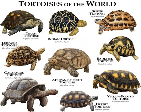 "There are nearly 50 species of tortoises alive today. These reptiles range in size from the very small genus of Homopus of southern Africa, with shell lengths of 4 to 6 inches (10 to 15 cm), to the giant tortoises (Geochelone) of the Aldabra and Galapagos islands, with shells over 3.3 feet (1 meter) long. This poster print features fine art illustrations of various species of tortoise (Testudinidae) Species included: African-Spurred Tortoise (Centrochelys sulcata) Desert Tortoise (Gopherus agas Tartaruga Habitat, Radiated Tortoise, Freshwater Turtles, Tortoise House, Tortoise Enclosure, Leopard Tortoise, Russian Tortoise, Tortoise Care, Tortoise Habitat