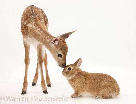 Fallow Deer fawn and Sandy rabbit More Mark Taylor, Bambi And Thumper, Fallow Deer, Baby Animals Funny, Oh Deer, Baby Deer, Cute Animal Pictures, Beautiful Animals, Sweet Animals