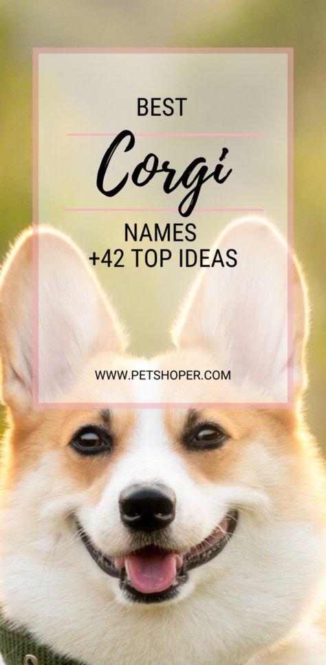 The Pembroke Welsh Corgi is a great dog breed that originated in Pembrokeshire, Wales. Corgis are the cutest dogs. Queen Elizabeth is synonymous with her love of corgis.  So if you are a lucky owner of this breed we have a great list of names for this breed including Queen’s Royal Corgi Names!!! #CorgiNames #BestCorgiNames #CuteCorgiNames #CorgiNamesFemale #CorgiNamesMale #TopCorgiNames #CorgiDogNames Best Female Dog Names, Country Dog Names, Puppies Names Female, Royal Corgi, Corgi Dog Breed, Corgi Names, Corgi Breeds, Disney Names, Girl Dog Names