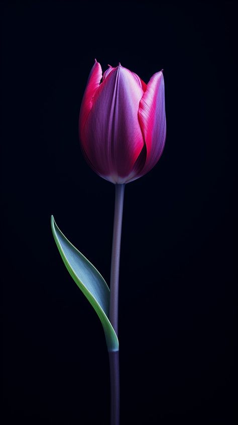 Tulips Wallpaper Iphone, Tulips Wallpaper, Live Fish Wallpaper, Black Tulips, Floral Wallpaper Phone, Fruit Photography, Fish Wallpaper, Wallpaper Nature Flowers, Beautiful Flowers Wallpapers