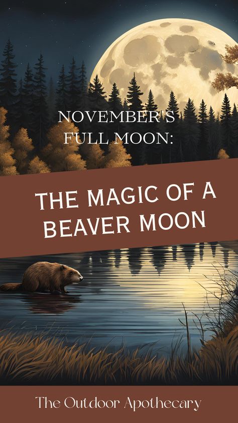 November’s full moon, called the Beaver Moon, has a rich history of cultural and spiritual meaning. Learn how to tap into its wisdom, honor the lunar cycle, and embrace its ancient traditions. #MoonPhases #NovemberFullMoon #LunarTraditions #BeaverMoonMagic Beaver Full Moon Meaning, Beaver Moon 2024, Beaver Full Moon, November Full Moon, Beaver Moon, Frost Moon, Full Blue Moon, Moon Bath, Nature Journaling