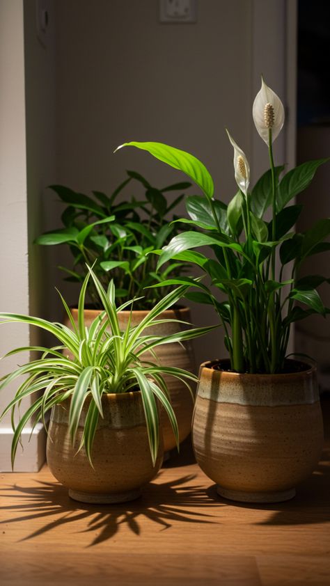 Dark corner of a room with a lush peace lily, spider plant, and philodendron in woven baskets. Plants For Apartments, Peace Lilies, Grow Herbs, Low Light Plants, Peace Lily, Spider Plants, Small Space Gardening, Growing Herbs, Gardening For Beginners