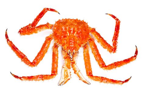 Orange. In isolated white background , #spon, #isolated, #Orange, #background, #white #ad Image King, King Crab, Diy Business Cards, Animals Images, Crab, Stock Images Free, Layout Design, White Background, Royalty Free