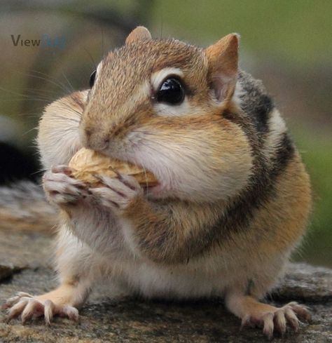 Baby Squirrel, Cute Squirrel, Wild Creatures, Kawaii Animals, Chipmunks, Animal Planet, Funny Animal Pictures, Cute Little Animals, Woodland Animals