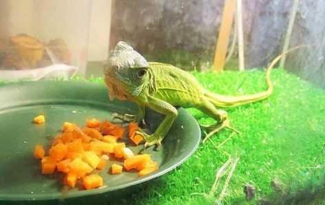 What Do Iguanas Eat, Iguana Care, Iguana Food, Baby Iguana, Iguana Pet, Green Iguana, Feeding Baby, Reptile Cage, Frozen Veggies