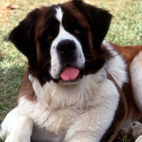 Dog from Beethoven: This famous St. Bernard pup from the much-loved 1992 film was named after the composer, Ludwig van Beethoven. This breed was chosen for the film because they are incredibly trustworthy, kind-hearted and intelligent dogs. Dog Crate Ideas, St Bernard Puppy, Crate Ideas, Dog Movies, Dog Crates, Huge Dogs, Famous Dogs, St Bernard Dogs, Bernard Dog