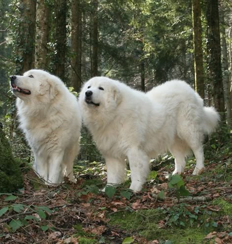 Pyrenees Puppies, Pyrenean Mountain Dog, Pyrenees Dog, Livestock Guardian Dog, Not Invited, Great Pyrenees Dog, Samoyed Dogs, Giant Dogs, Great Pyrenees