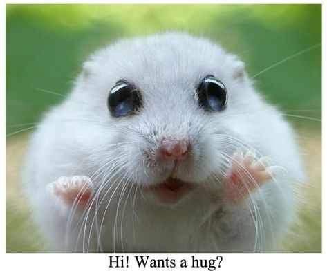 Ok they're not big and fluffy paws, but they are so sweet and cute, especially with those eyes. White