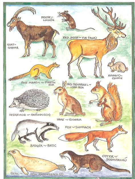 PK0166. Ireland with its mountains, bogs, lakes, rivers and farmland is a haven for wild animals, some of which are depicted on this card. Irish Wildlife, Wildlife Habitat, Red Squirrel, Flora Fauna, Red Deer, Kids Water Bottle, Nature Study, Flora And Fauna, Wildlife Art