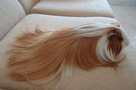 Long Haired Guinea Pigs, Silly Animal Pictures, Guinea Pig Accessories, Pet Guinea Pigs, Guinea Pig Care, Cute Guinea Pigs, Cute Rats, Silly Cats Pictures, Types Of Animals