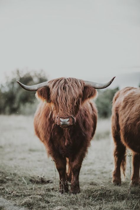 Note that this is a Digital Poster. No physical print will be sent to your adress. This cow is a Highlander, located in Denmark. Country Wallpaper Computer, High Lander Cow, Highland Cow Aesthetic, Hyland Cows, Highlander Cows, Photos To Print, Highland Cow Pictures, Highlander Cow, Cow Poster