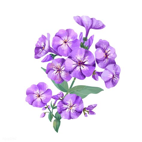 Hand drawn purple phlox flower illustration | premium image by rawpixel.com Phlox Flower, Purple Flower Arrangements, Flowers Cartoon, Phlox Flowers, Purple Flower Bouquet, Purple Flowers Garden, Drawing Characters, Dark Purple Flowers, Floral Bedspread