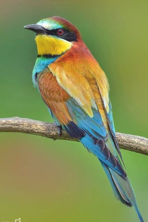 BIRD - European Bee eater (Merops apiaster) - Italy - Piemonte Photo : Carlo Galliani European Bee Eater, Wild Bird Feeders, Bee Eater, Owls Drawing, Most Beautiful Birds, Australian Birds, Bird Supplies, Bird Pictures, Exotic Birds