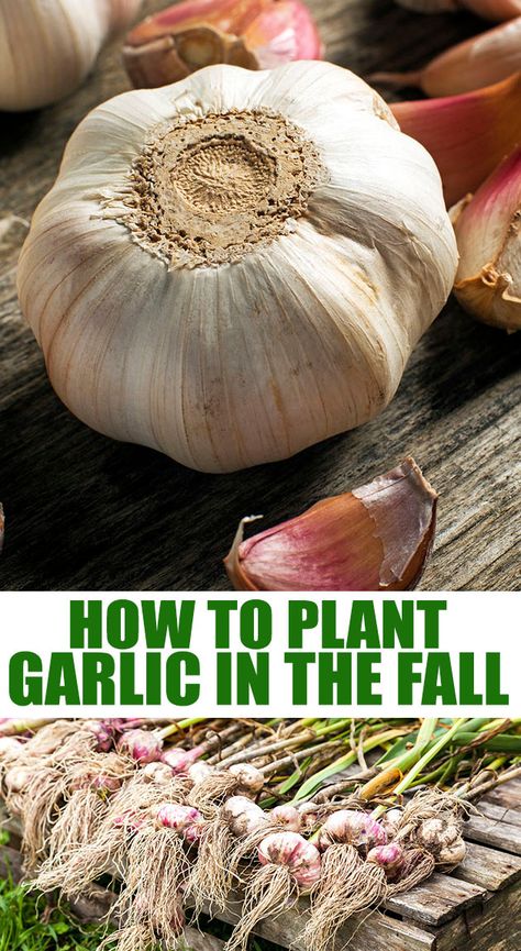 How To Plant Garlic, Garlic Harvest, Plant Garlic, Grow Garlic, Harvesting Garlic, Planting Garlic, Growing Garlic, Garden Hacks, Fall Garden Vegetables