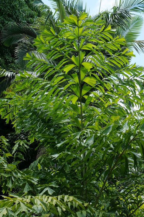 Caryota Mitis, Ahmed Helmy, Washingtonia Palm Landscape, Caryota Palm, Terminalia Mantaly Tree, Palm Tree Care, Physocarpus Opulifolius Diabolo, Fishtail Palm, Cercidiphyllum Japonicum