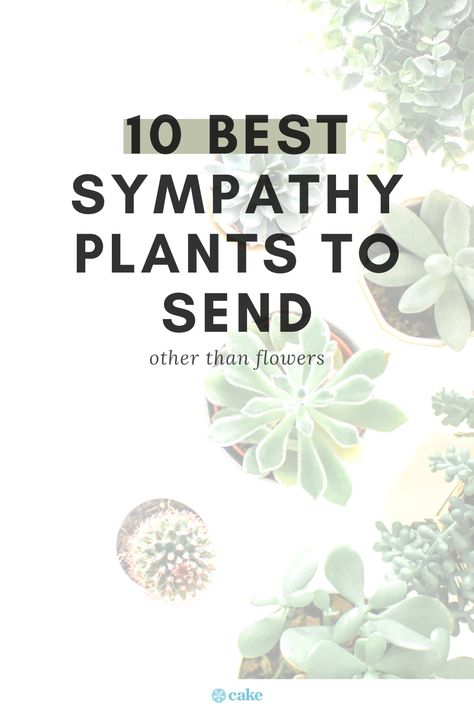 Sympathy Gifts For Friend, Condolence Gift Ideas, Plant Symbolism, Memorial Plants, Careers For Women, Sympathy Plants, Lily Plant, When Someone Dies, Instead Of Flowers