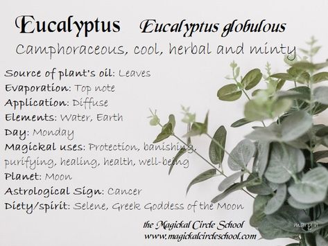 Eucalyptus Witchcraft, Herb Pantry, Eucalyptus Essential Oil Uses, Digital Grimoire, Magick Oil, Essential Oil Perfumes Recipes, Spells That Really Work, Magickal Herbs, Essential Oils Collection