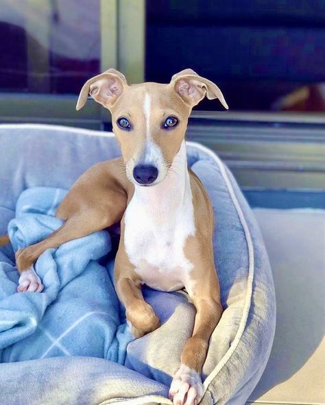 Whippet Dog Puppy, Dog Whippet, Greyhound Puppies, Psy Chihuahua, Italian Greyhound Puppies, Greyhound Puppy, Whippet Puppies, Italian Greyhound Dog, Sight Hounds