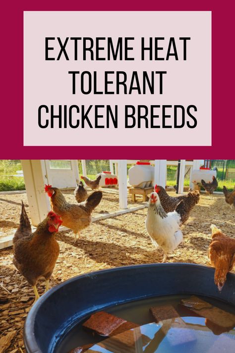 Chickens inspecting cool pool in the heat of summer How To Heat Chicken Coop, Chickens In Summer Heat, How To Keep Chickens Cool In The Summer, Keep Chickens Warm In Winter, Heat Tolerant Chicken Breeds, How To Keep Chickens Water From Freezing, Dust Bath, Raising Chicks, Laying Hens