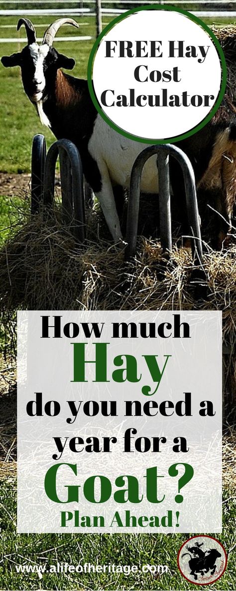 Hay cost calculator. Do you know enough about goat feed? Use this FREE Hay Cost Calculator for Goats. How much hay do you need for a goat? This will help you make a plan and know how much hay to buy a year. Goat Feed, Keeping Goats, Goat Health, Feeding Goats, Raising Farm Animals, Cost Calculator, Goat Care, Goat Barn, Raising Goats