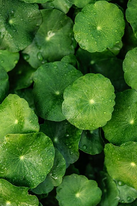 Green leafy pennyworth background | premium image by rawpixel.com / Kut Tropical Leaves Pattern, Gotu Kola, Leaf Background, Backdrops Backgrounds, Backgrounds Free, Tropical Leaves, Free Image, Leaf Pattern, Free Photos